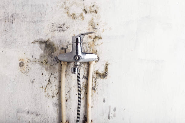 Best Mold Damage Repair  in Seaman, OH