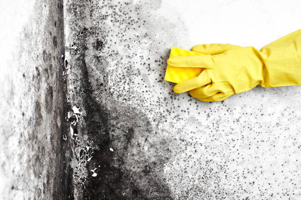 Best Office Mold Removal Services  in Seaman, OH