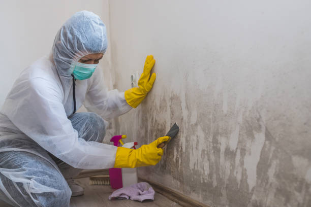 Best Emergency Mold Removal  in Seaman, OH