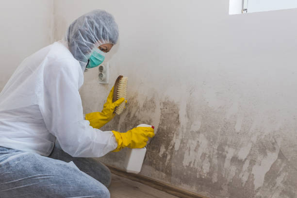 Best Crawl Space Mold Removal  in Seaman, OH