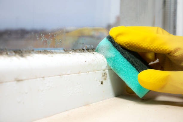 Best Commercial Mold Removal  in Seaman, OH