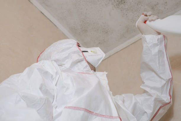 Best Black Mold Removal  in Seaman, OH